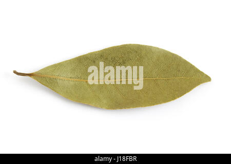 Eine trockene Lorbeerblatt (Laurus Nobilis) isoliert auf weißem Hintergrund. Ansicht von oben Stockfoto