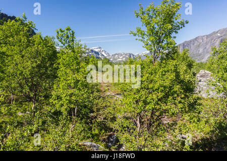 Wanderweg im Nationalpark Stora Sjöfallets, Berge mit Schnee im Hintergrund, Stora Sjöfallets National park, Gällivare, Schwedisch-Lappland, Schweden Stockfoto