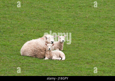 Mutterschafe mit zwei Lämmern auf Frühlingsweidegras in Powys County, Wales, Großbritannien. Ovis aries Stockfoto