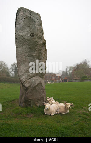 Lämmer, die neben Avebury Stone, Wiltshire, England, Großbritannien, Schutz bieten. Ovis aries Stockfoto