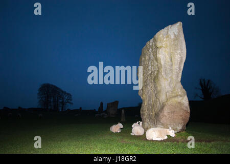 Lämmer, die neben einem riesigen stehenden Stein im alten Avebury Steinkreis bei Nacht, Wiltshire, England, Großbritannien, Schutz bieten. Ovis Arys Stockfoto