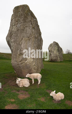 Lämmer in Avebury Stone Circle, Wiltshire, England, Großbritannien. Ovis aries Stockfoto