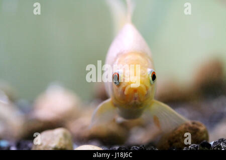 Weiße gemeinsame Goldfisch Stockfoto