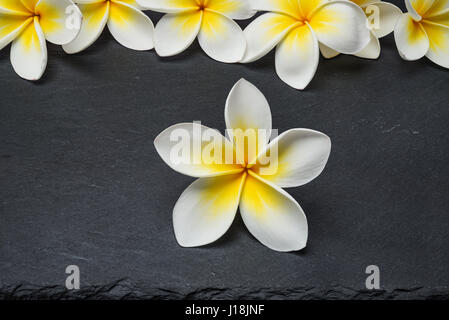 Weißen Frangipani Plumeria Spa Blumen auf schwarzem Stein Schiefer-Hintergrund Stockfoto