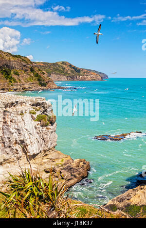 Muriwai Tölpelkolonie, Auckland, Neuseeland. Fokus auf Vordergrund. Stockfoto