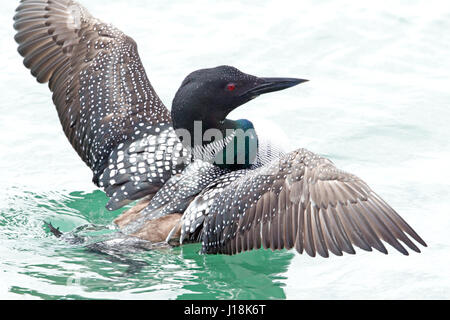 Gemeinsamen Loon in Zucht Gefieder flattern Stockfoto