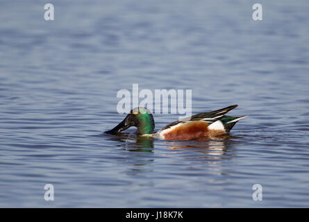 Nördlichen Löffelenten Stockfoto