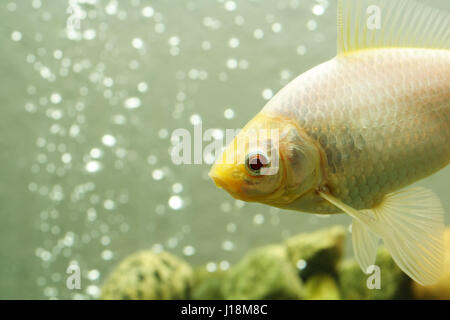 Eine Nahaufnahme von einem weißen gemeinsame Goldfisch Stockfoto