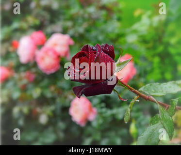 Eine dunkle rote rose in der Regentropfen. Stockfoto