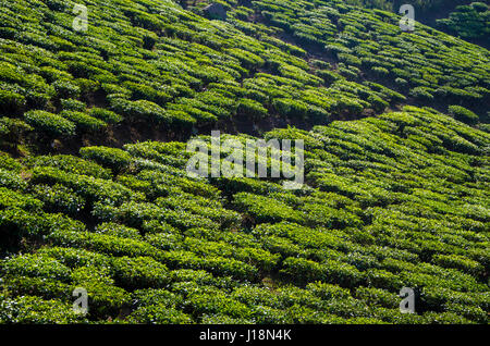 Tee-Plantage auf Hügel, Vagamon, Kerala, Indien, Asien Stockfoto