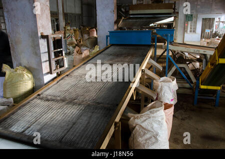 Letzte Etappe der Tee Verarbeitung, Vagamon, Kerala, Indien, Asien Stockfoto