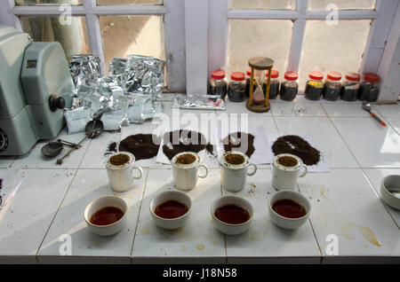 Tee-Proben, Vagamon, Kerala, Indien, Asien Stockfoto