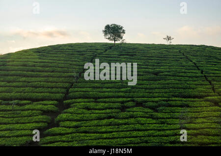 Teeplantage, Vagamon, Kerala, Indien, Asien Stockfoto