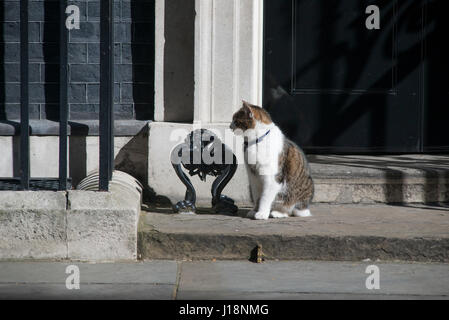 Larry die Nr. 10-Katze sitzt auf der Downing Street Tür nach links. Bildnachweis: Malcolm Park Stockfoto