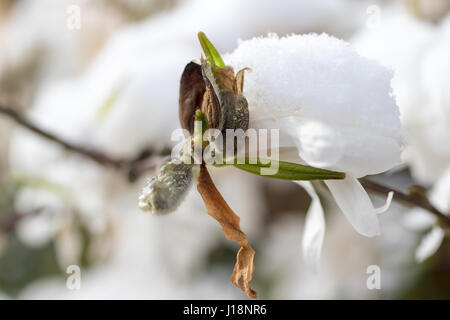 Detailansicht der verschneiten weiße Stern-Magnolie (Magnolia Stellata) Stockfoto