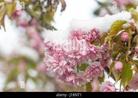 Schnee auf rosa Blüten von Sakura-Baum Stockfoto