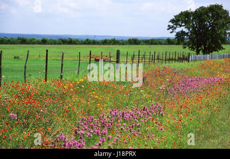 Gillespie County, Texas 4 13 Stockfoto