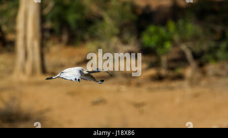 Specie Threskiornis Aethiopicus Familie der Threskiornithidae Stockfoto