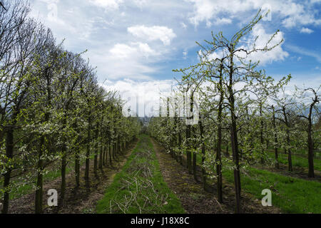 Nahaufnahme der Blüte Kirsche Bäume im Frühjahr gegen bewölktem Himmel in Altes Land, Deutschland, die größte zusammenhängende Obst-produzierenden Region in Europa Stockfoto