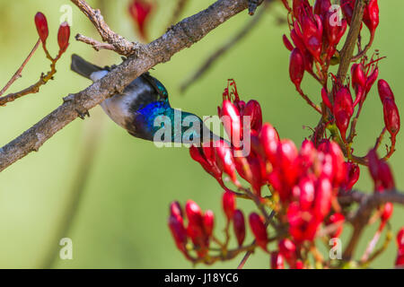 Weißer-breasted Sunbird im Krüger-Nationalpark, Südafrika; Specie Cinnyris Talatala Familie von Nectariniidae Stockfoto