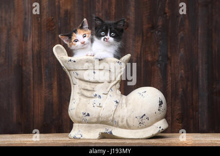 Niedliche Kätzchen in einem alten Boot Schuh auf Holz Hintergrund Stockfoto