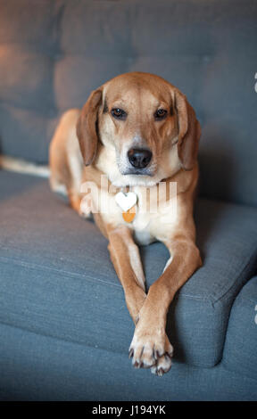 Ein weiblicher Beagle-Mix sitzt ruhig für ihr Porträt-Sitzung. Stockfoto