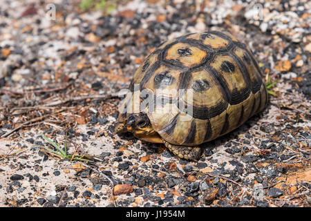 Angulate Tortoise (Chersina Angulata) mit eingezogenen Kopf, Western Cape, Südafrika Stockfoto