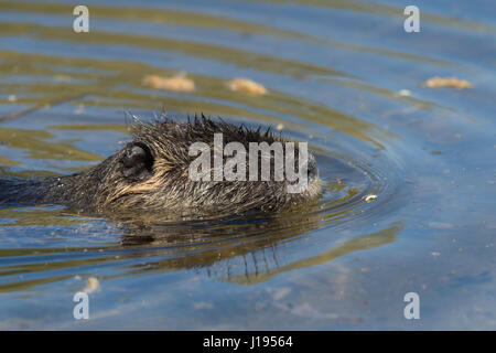 Nutria (Biber brummeln) Schwimmen im Wasser, Porträt, Mörfelden-Waldorf, Hessen, Deutschland Stockfoto