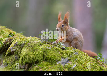 Eichhörnchen (Sciurus Vulgaris), sitzend auf dem Waldboden, Tirol, Österreich Stockfoto