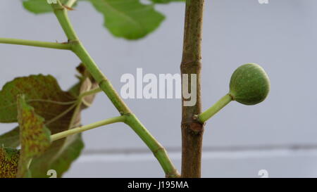 Feigenbaum mit einer einzigen Frucht gegen eine weiße Wand Stockfoto