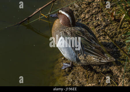 Garganey an Slimbridge Stockfoto