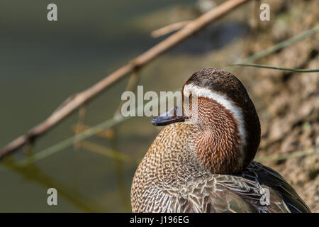 Garganey an Slimbridge Stockfoto