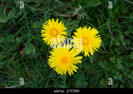 Drei Löwenzahn Blüten von oben gesehen, Warwickshire, UK (Taraxacum Officinale) Stockfoto