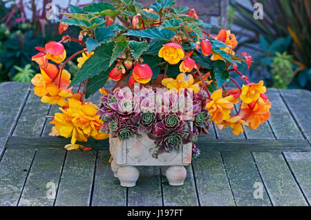 Container von Sempervivum und Begonia "Apricot Shades" Stockfoto