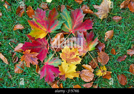 Close up of colourful fallen autumn leaves of the Sycamore Stockfoto
