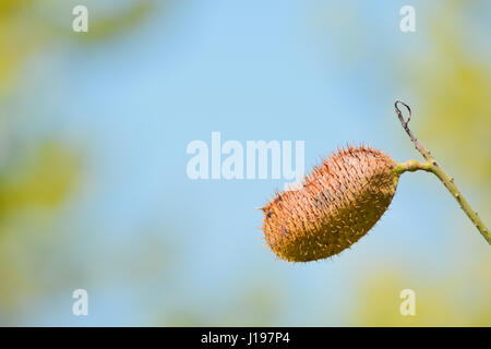 Lippenstift-Baum Pod (Bixa Orellana) in Cedar Point ökologische Reserve in Englewood, Florida. Stockfoto