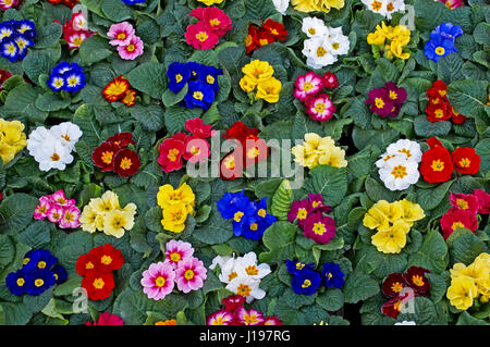 Tablett mit blühenden Primeln Polyanthus Gruppe Stockfoto