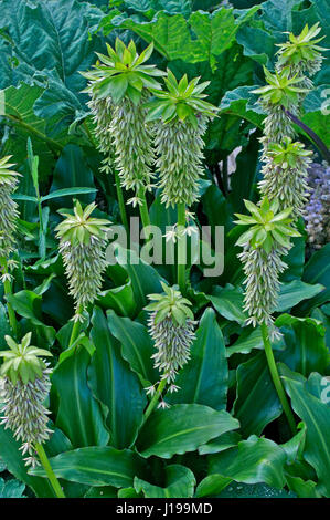 Blühende Eucomis bicolor in einem Garten Grenze Stockfoto