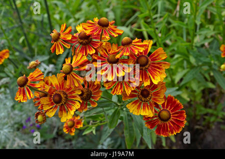 Nahaufnahme der Blüte Helenium Stockfoto