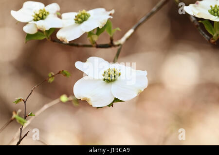 Blühende Hartriegel Blüten auf einem weichen Hintergrund. Extrem geringe Schärfentiefe mit selektiven Fokus auf Mitte der Blume im Vordergrund. Stockfoto