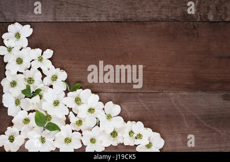 Schließen des blühenden Hartriegels Blüten auf einem rustikalen Holztisch Top-Hintergrund. Bild von oben mit textfreiraum erschossen. Stockfoto