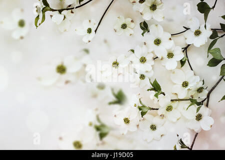 Blühenden Hartriegels Frühlingsblüten gegen einen weichen strukturierten Hintergrund. Stockfoto