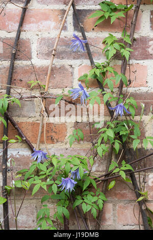 Clematis Macropetala 'Lagune' Blume auf Stöcke gegen eine Mauer klettern. Clematis Alpina Blue Lagoon Stockfoto