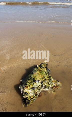 Felsen am Strand von Sheringham Stockfoto