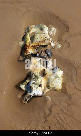 Felsen am Strand von Sheringham Stockfoto