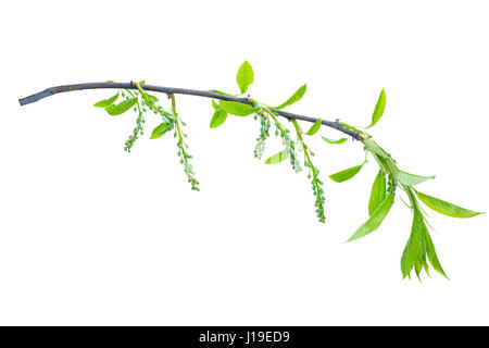 Frühling-Zweig mit grünen Blättern, die isoliert auf weißem Hintergrund Stockfoto