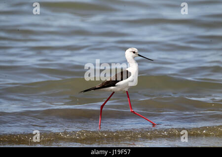 Gescheckte Stelzenläufer (Himantopus Himantopus Leucocephalus) waten im seichten Wasser in der Lagune von Mesologgi Griechenland. Stockfoto