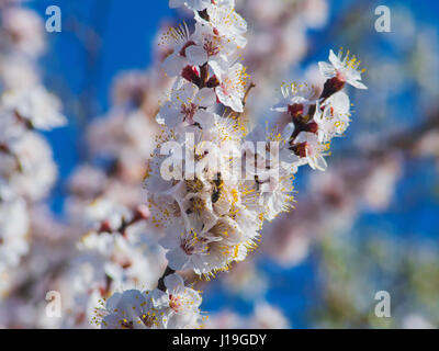 Blühenden Aprikosenbaum und die Biene auf Blureed Hintergrund Stockfoto