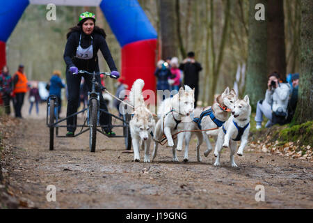 Trockengebieten Schlittenhunde Rennen während des internationalen Wettbewerbs Yantarnaya Shleika 2 in ein Frühlingswald Stockfoto