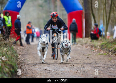 Trockengebieten Schlittenhunde Rennen während des internationalen Wettbewerbs Yantarnaya Shleika 2 in ein Frühlingswald Stockfoto